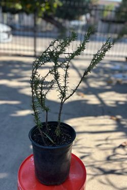 Planta de Romero. Rosemary Plant