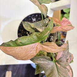 Syngonium Red Spot 