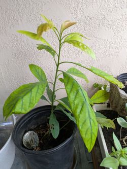 Avocado tree-15 inch