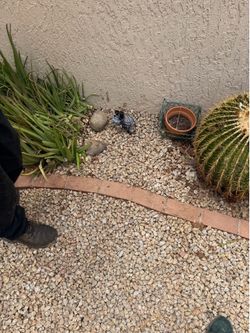 Alonso’s landscaping