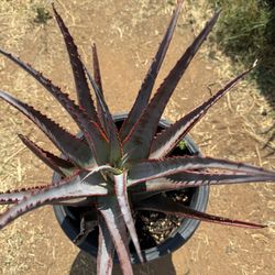 Aloe Divaricata  $40