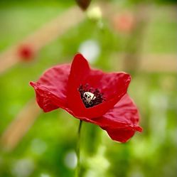 Poppy seeds From Plant , 10,000 Seeds Per Pack) 