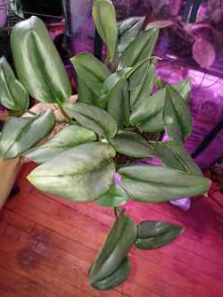 Plants For Sale 