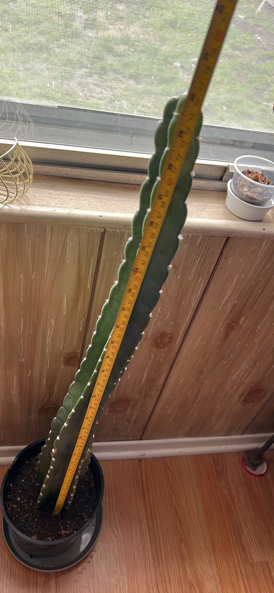 Cactus Cereus Jamacaru