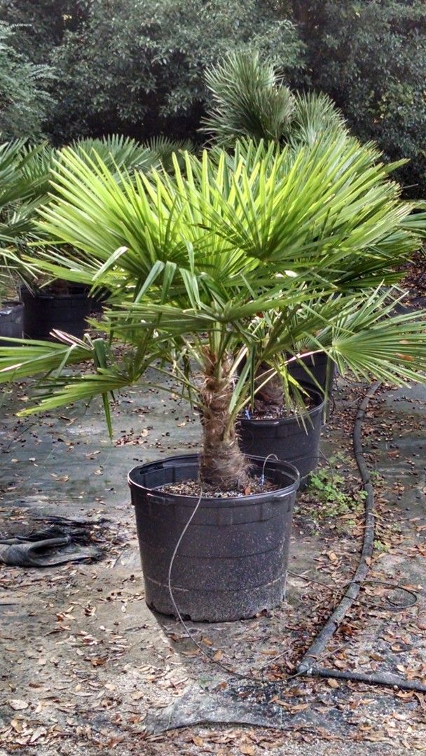 Windmill Palms$60 -$150