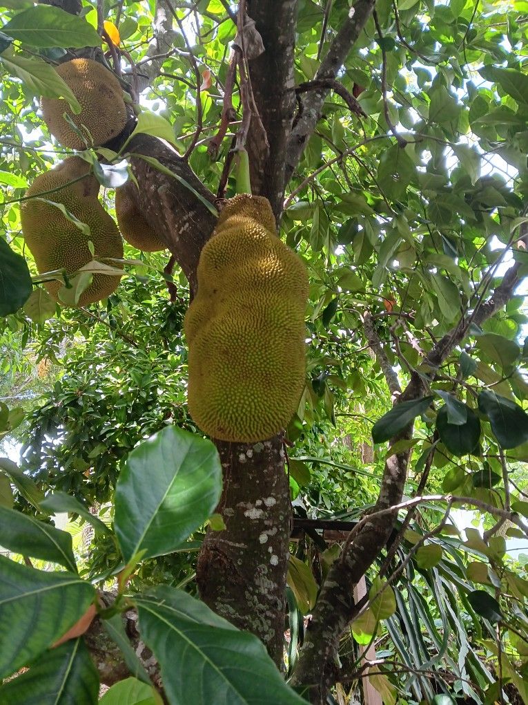 Jackfruit For Sale ($50.00 Each)