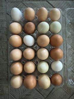 Fresh Eggs