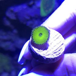 Coral Aquarium Saltwater Fish Tank Decor Frag