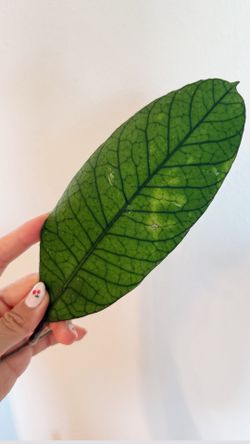 Hoya Sabah (One Big Leaf) 