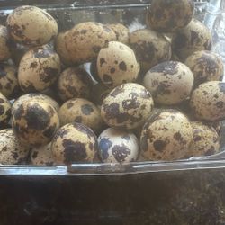 Quail Eggs 