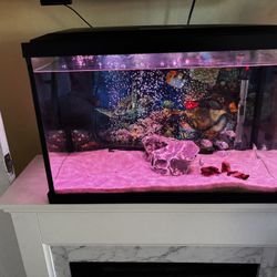 Fish Tank and Accessories