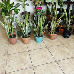 Plants For Dale 20 Each 