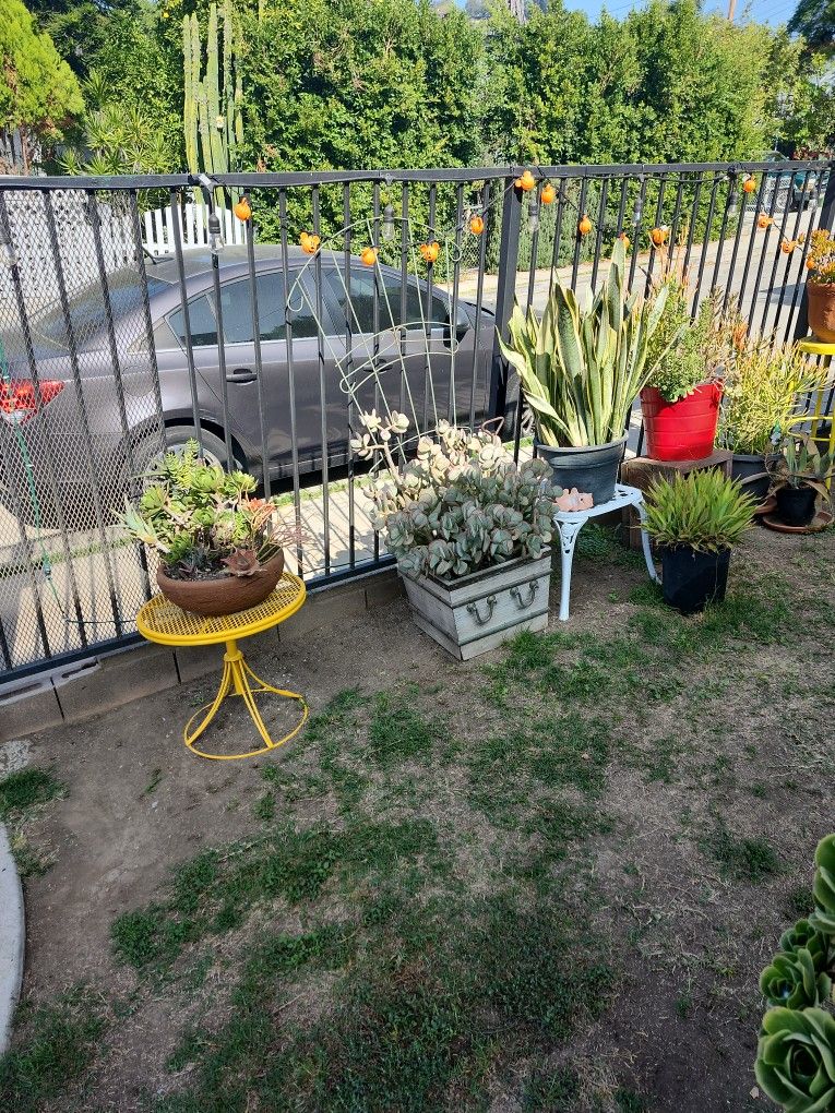 Plants For Sale , Pots And Plant Stands βοΈπ΅βοΈπ΅ U