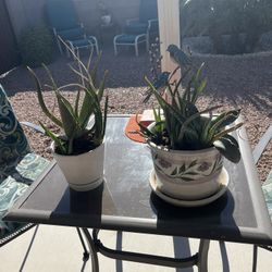 2 Ceramic Potted Assorted Succulents Plants 9x7 And 6x6  $10 Each Mesa