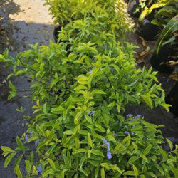 Durantas Amarillas Flowers Purple 3gallones 