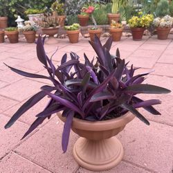 Purple Hearts Succulent Flower In Pot Home Patio Yard Garden Lawn 