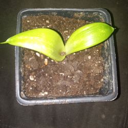 House Plant Baby Snake Plant for Sale in Lincoln Acres, CA - OfferUp