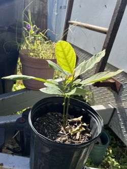 Avocado Plants