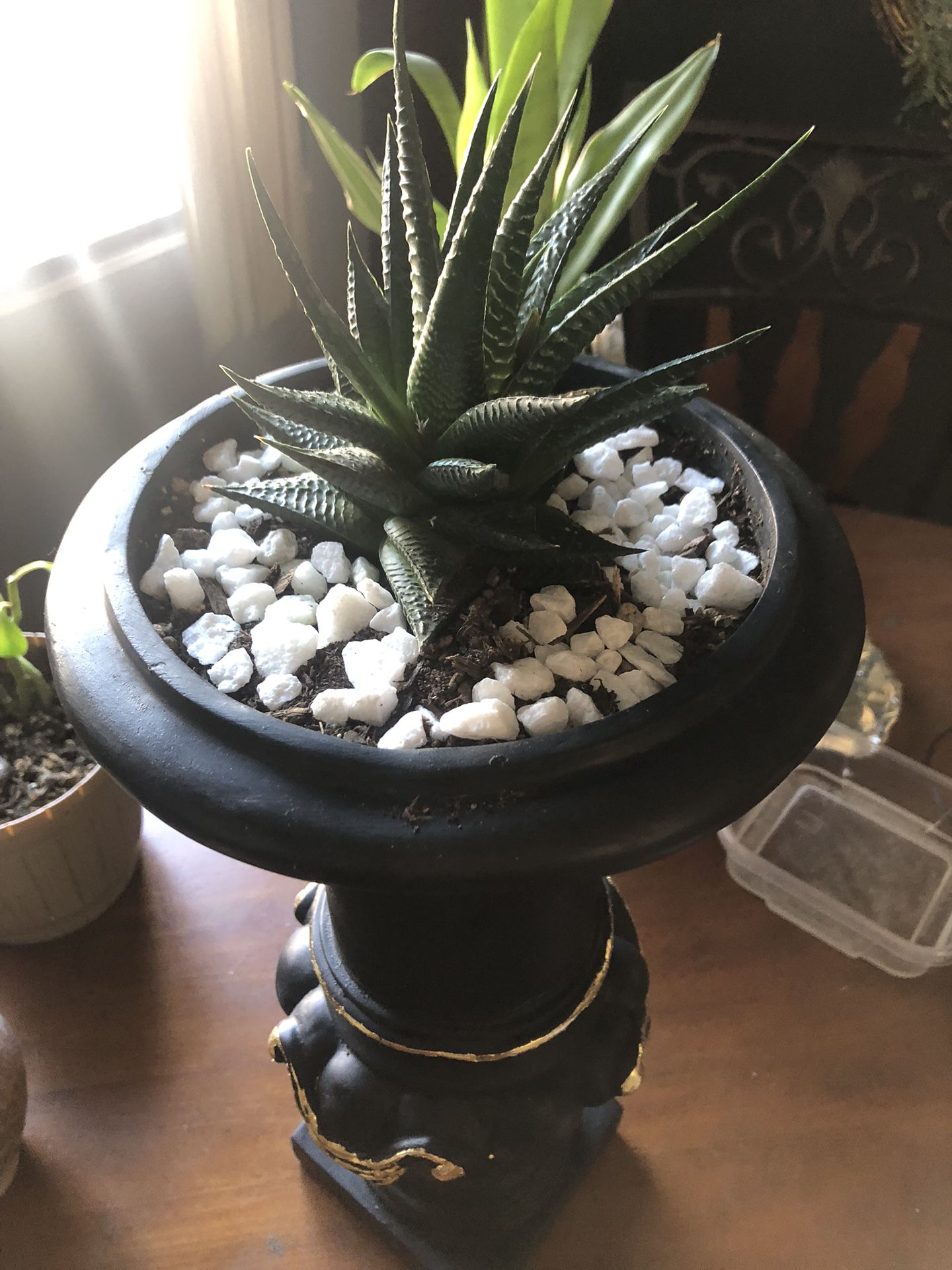 Haworthia, Succulent  Plant In A Nice Pot.