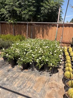 White iceberg roses 5 gallons