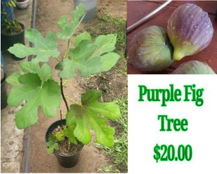 Purple Fig Tree