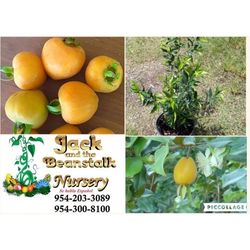 Pitomba Apricot Cherry Dwarf Trees 3gal  