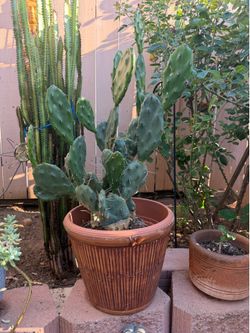 Beautiful nopal