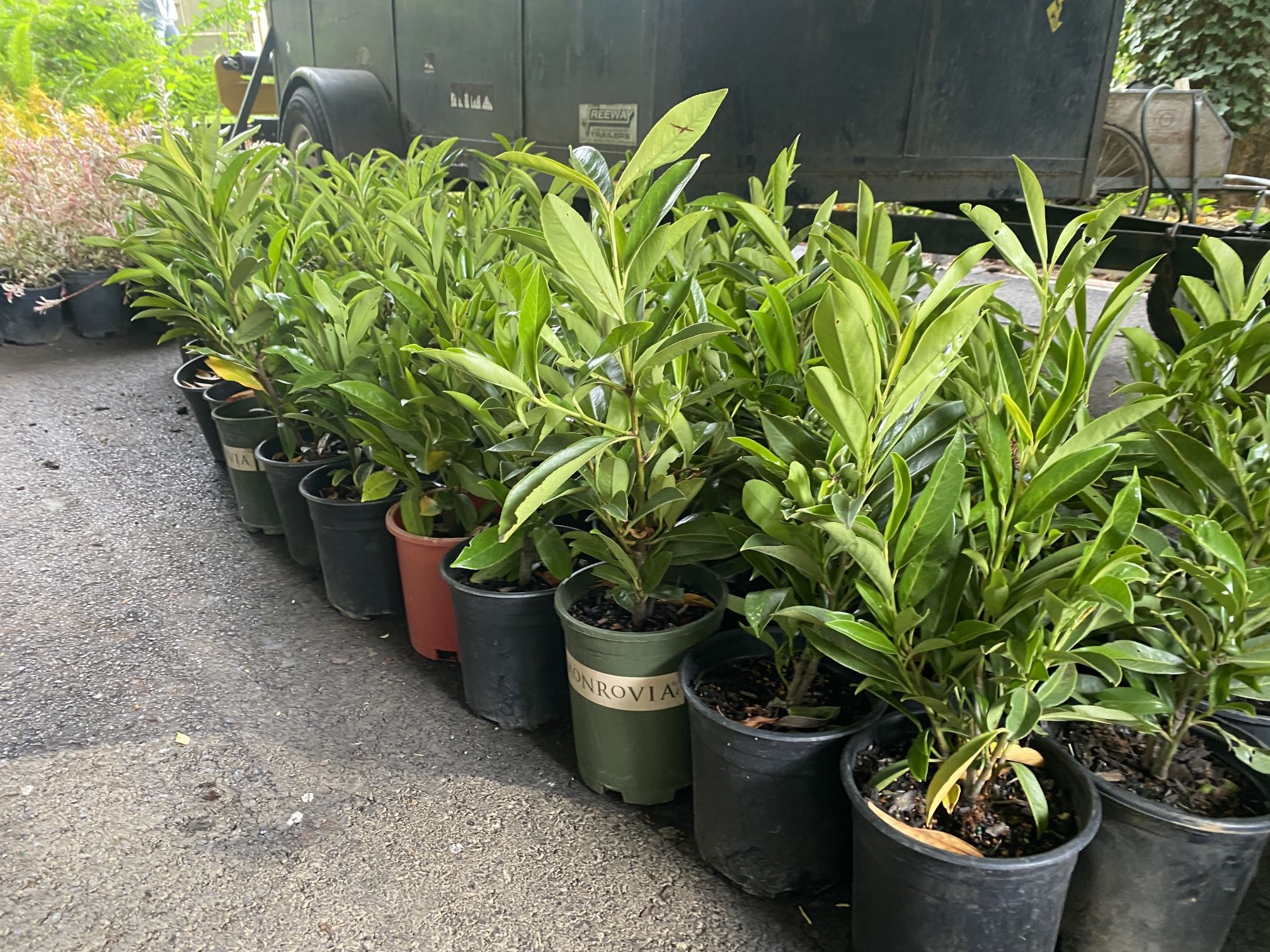 Skip Laurel Privacy Bushes