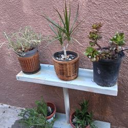 Small Plantas   A $10  Cada Una 
