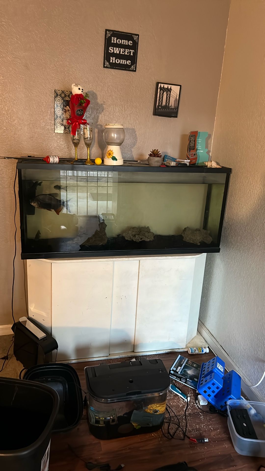 Free Fish Tank