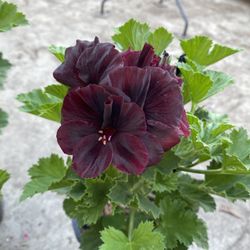 Geranium Washington Blooming Plant, In 1 Gallon Pot Pick Up Only