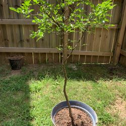 Cold Hardy Grapefruit  