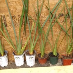 Phormium Plants 