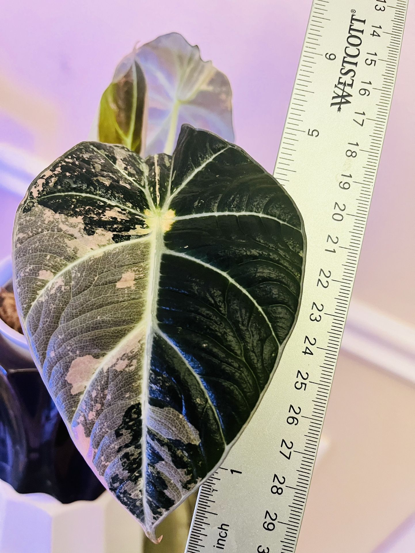 Alocasia Pink Black Velvet