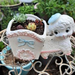 Small Cute Succulents In Cute Container $6