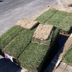 Sod Fescue