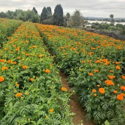 Fresh Marigold/  Cenpasuchil Fresco Aparti4 Del Lunes30 De Octubre 