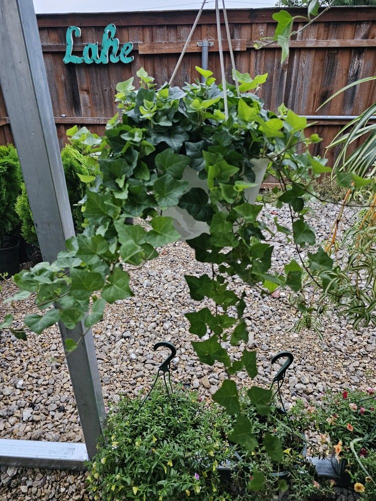 English Ivy HANGING BASKETS PLANTS ARRIVED. $14 each First come first serve.