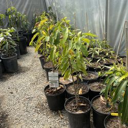 soursop trees
