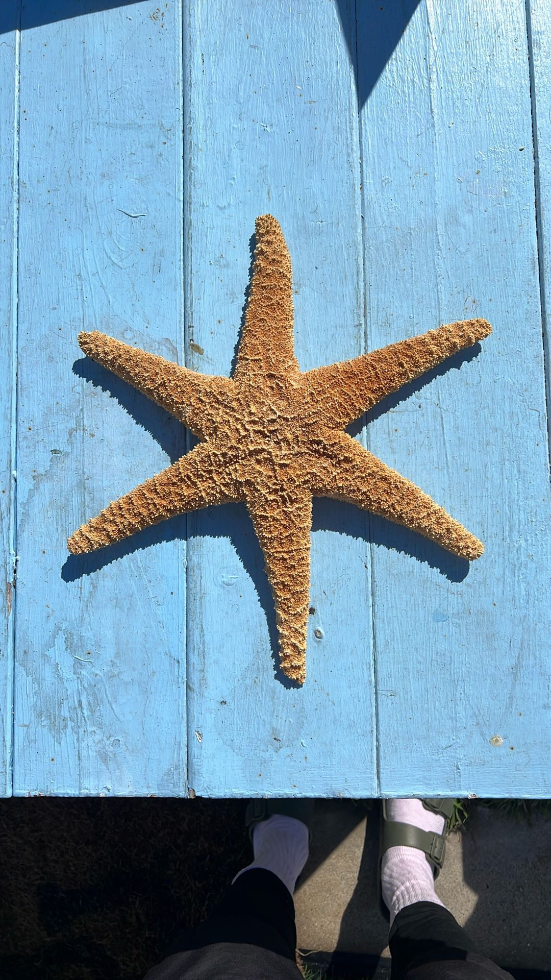 Starfish