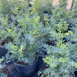 Matas De Ruda/ Rue Plants 