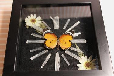 Butterfly Shadow Box oddities display