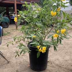 Trumpet Flower Yellow