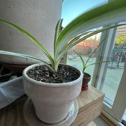 Variegated Spider Plant 