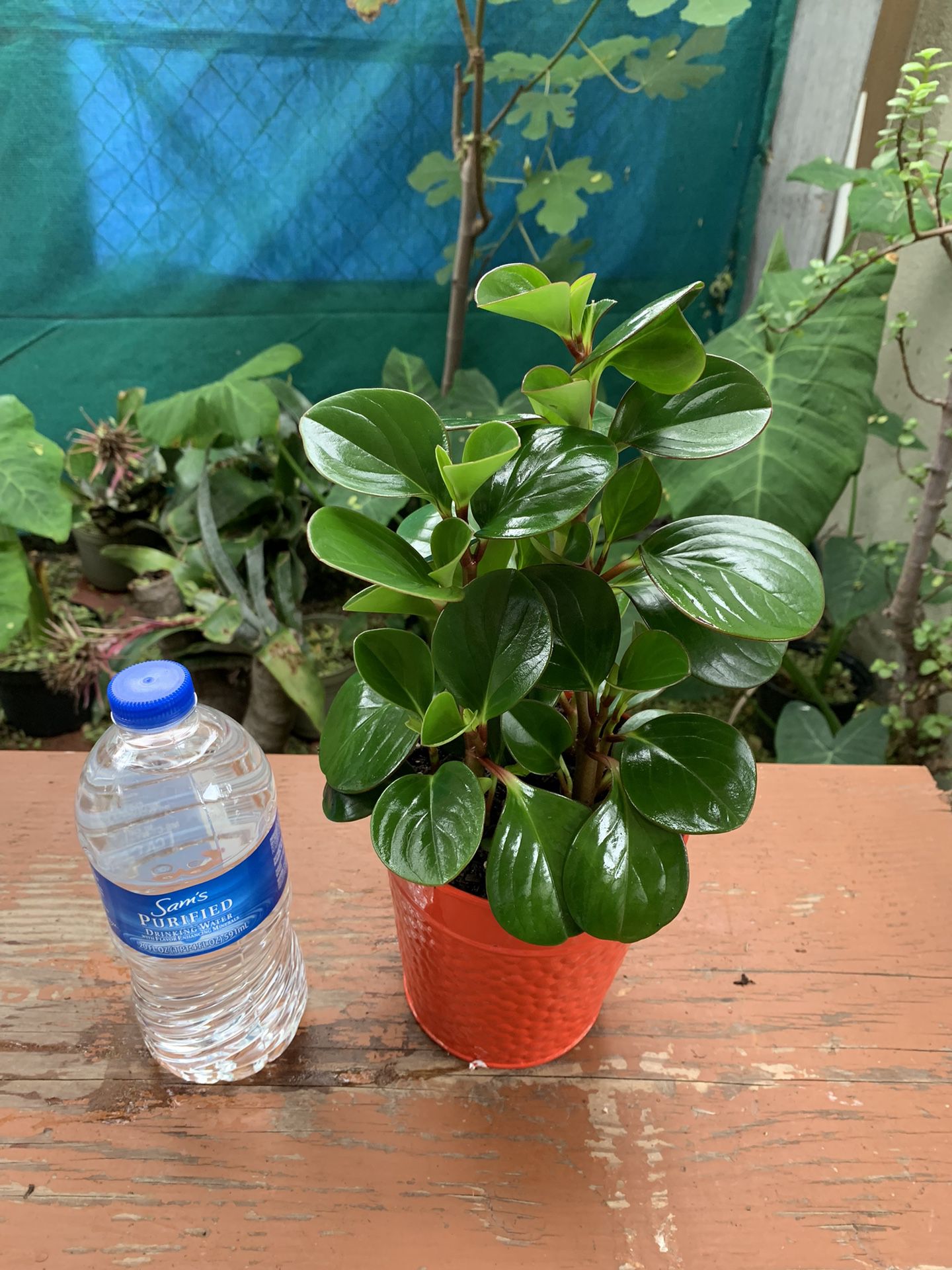 Peperromia Tailandésa Plants Indoor Small $13each