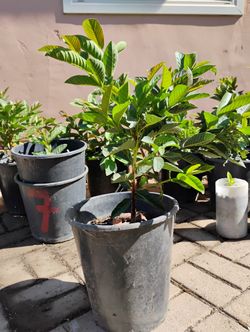 Mexican Guava    Guayava  Amarilla / Yellow
