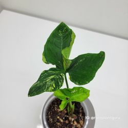 Syngonium Scrambled Eggs