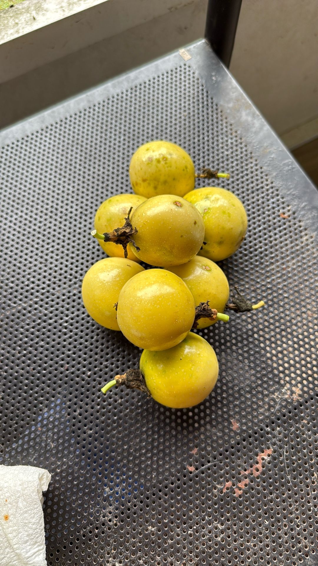 Passion fruits/ Grenadia