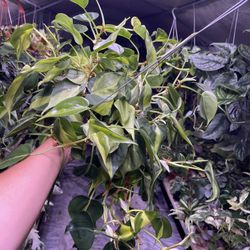 6” Brazil Philodendron 