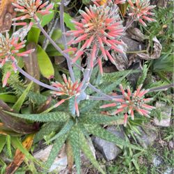 Aloe Plant